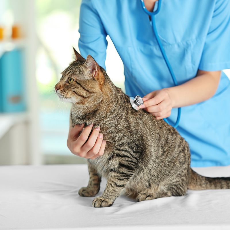 Veterinarian Checking Cat at Clinic