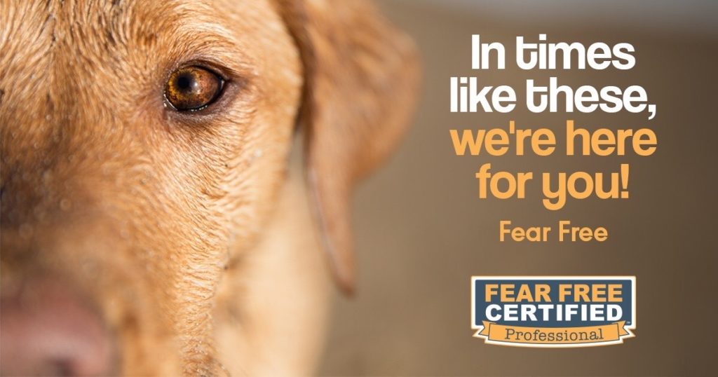 fear free professional poster